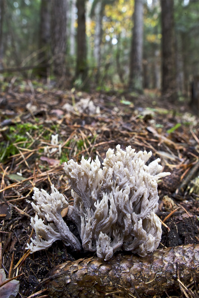 Fungus in the forest
