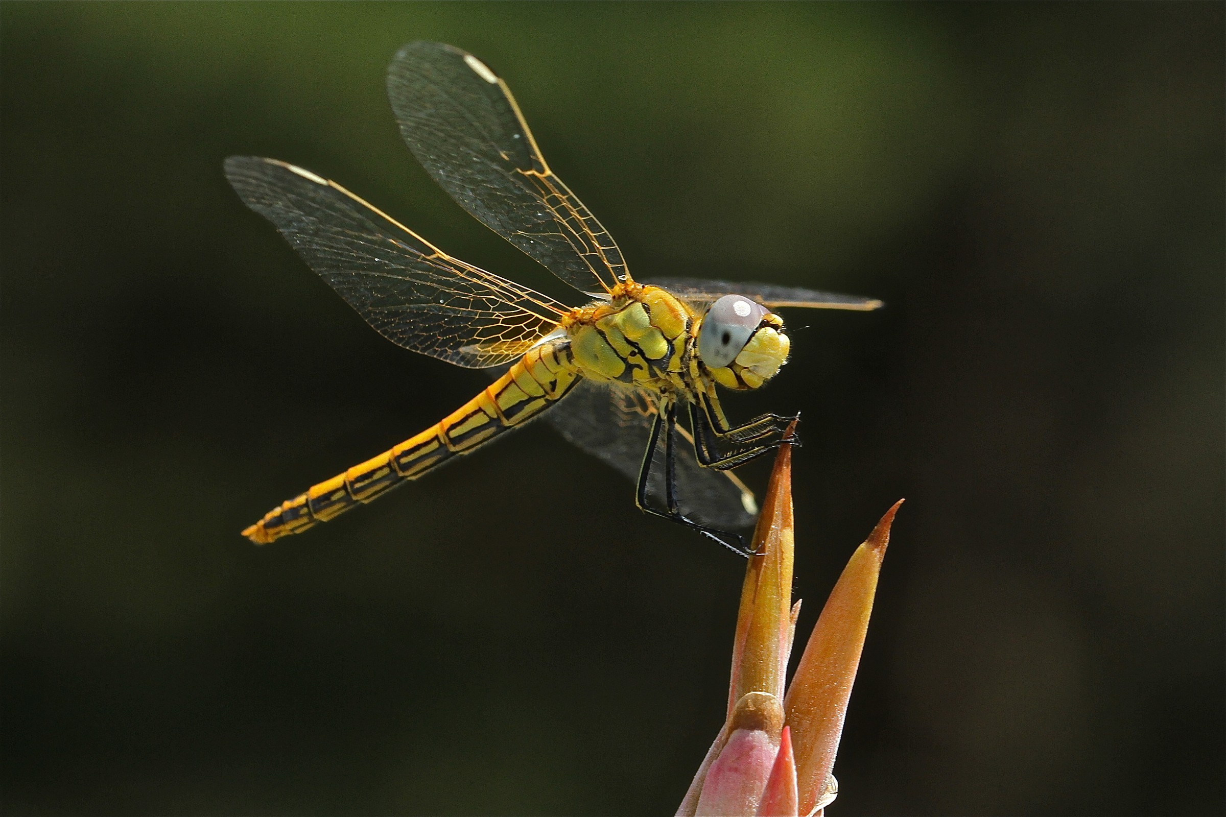 Yellow Dragonfly