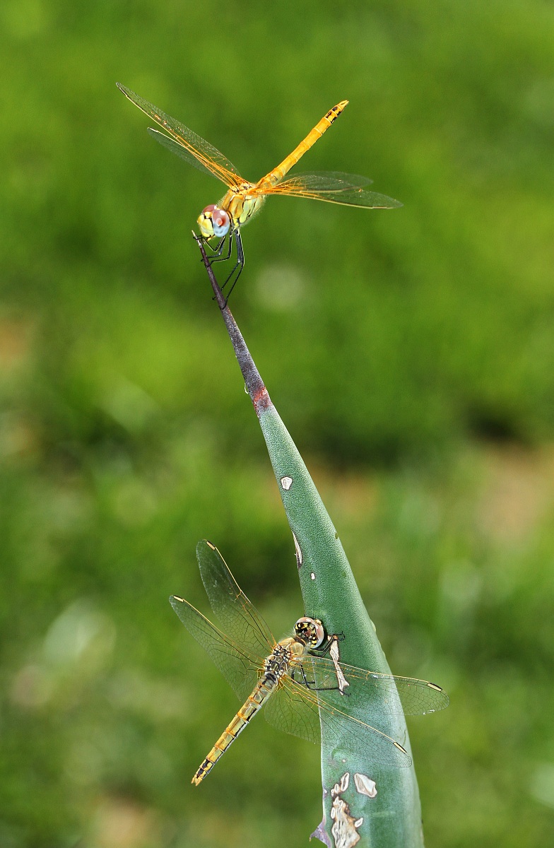 ... Dagonfly yellow sister...