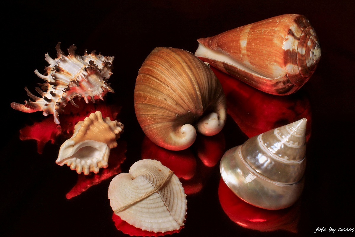 seashell 5