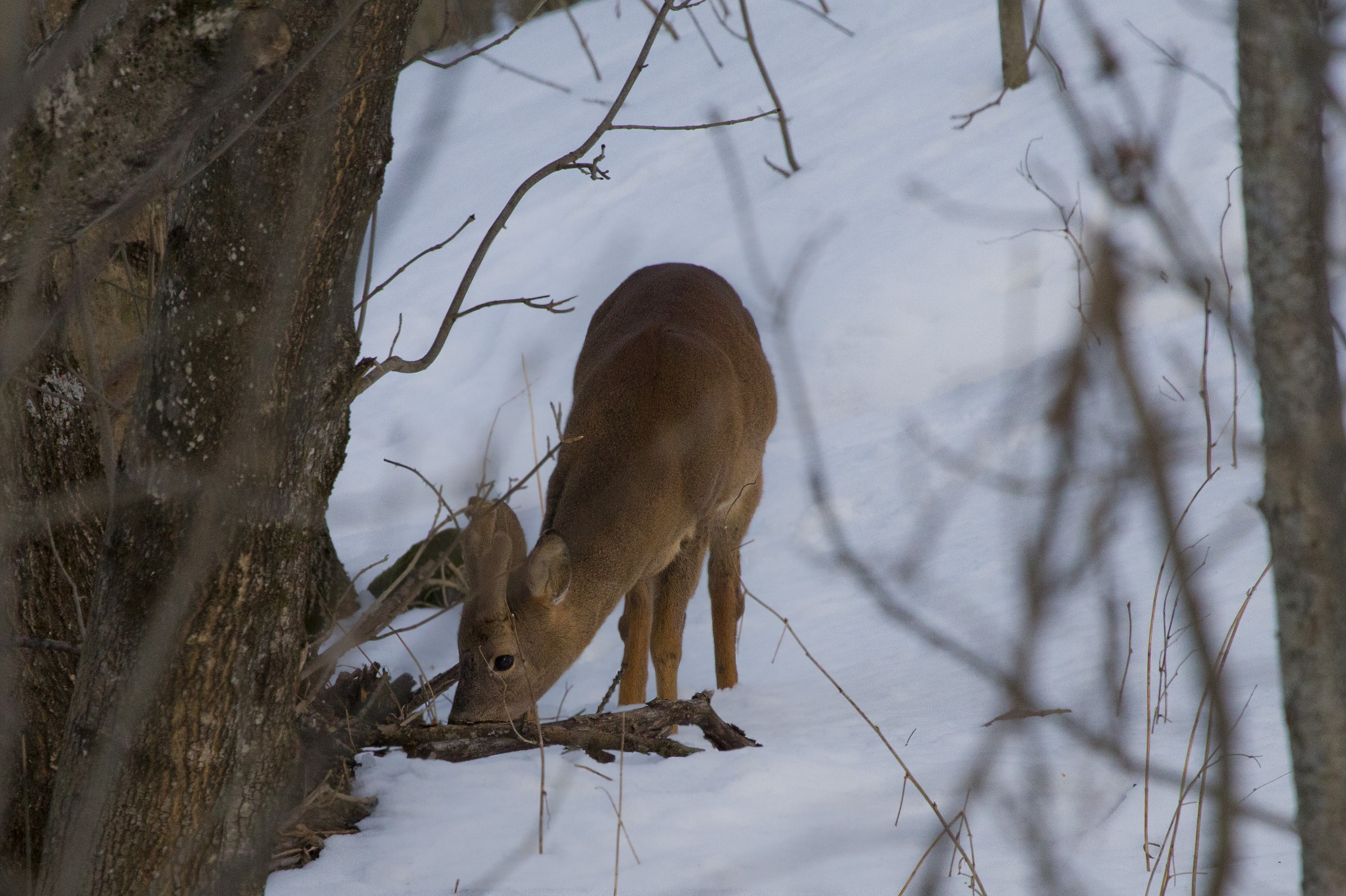 Incontro nel bosco