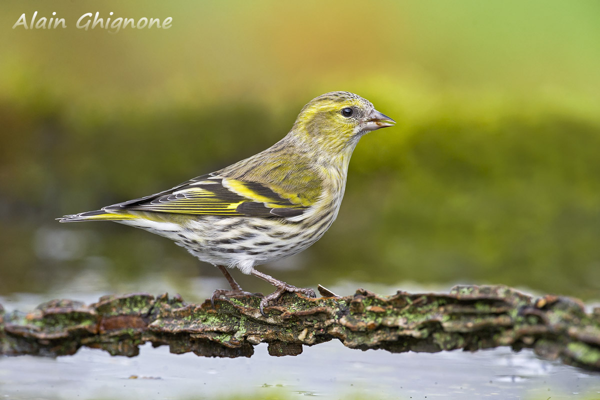 lucherina vanitosa...