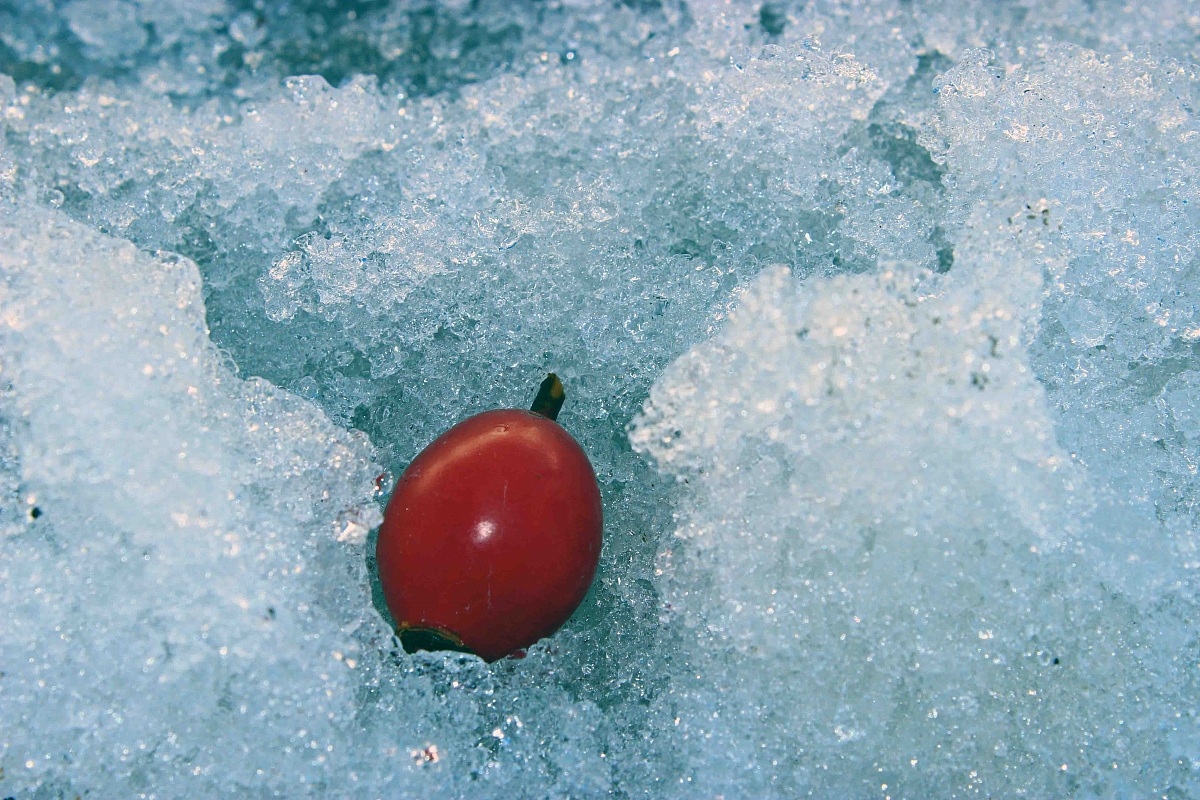 white as milk as red as blood