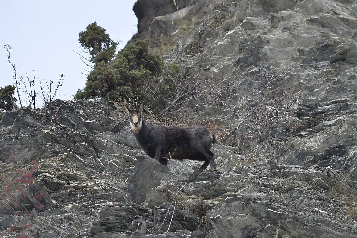 chamois