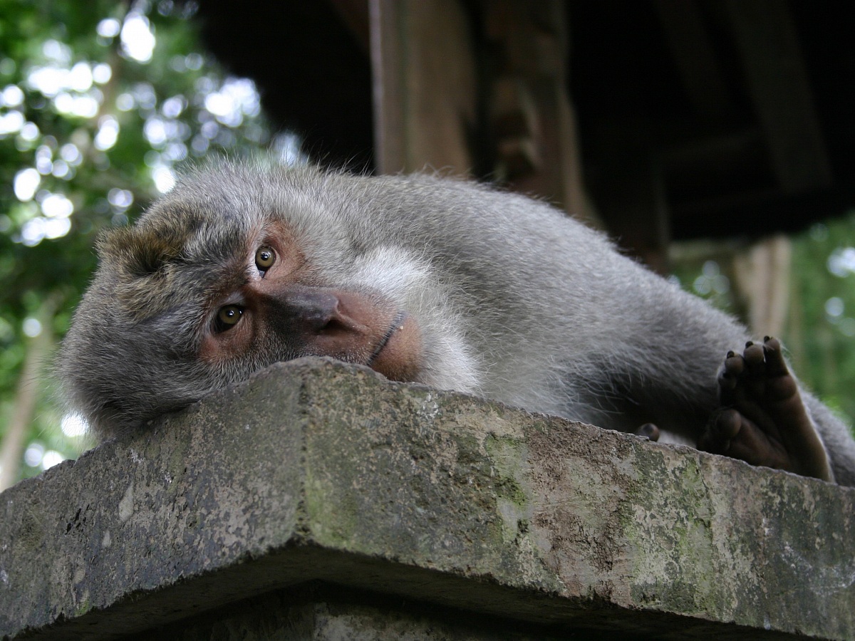 Macachi nella Sacred Monkey Forest a Ubud, Bali