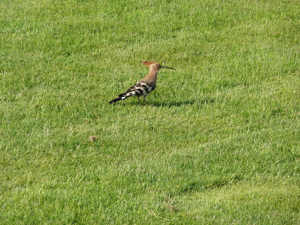 a woodpecker in the garden??