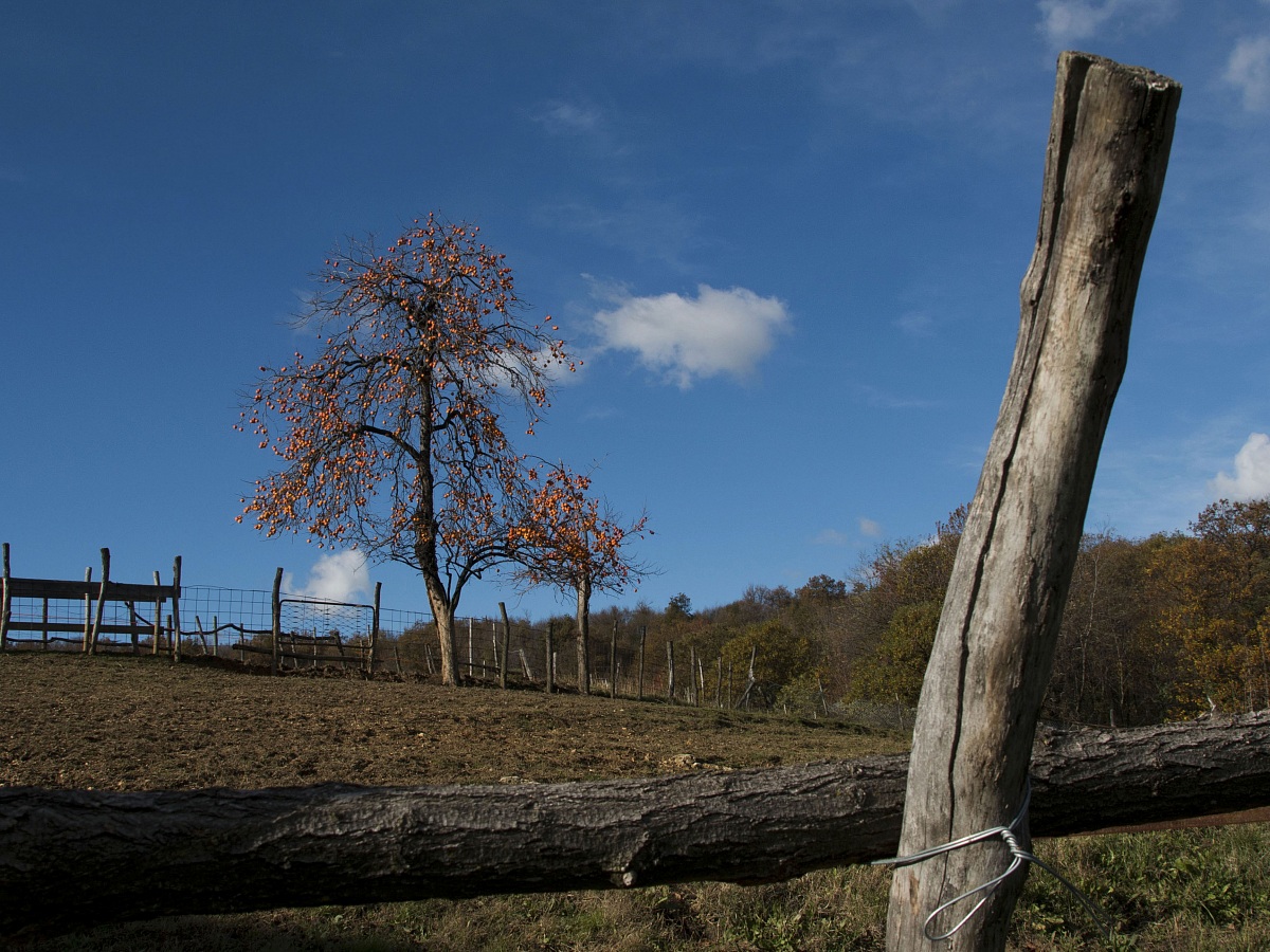Albero di cachi - Refrontolo
