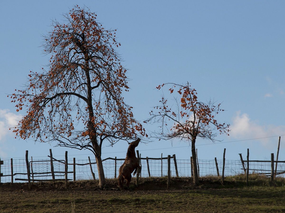 Cachi e cavallo - Refrontolo