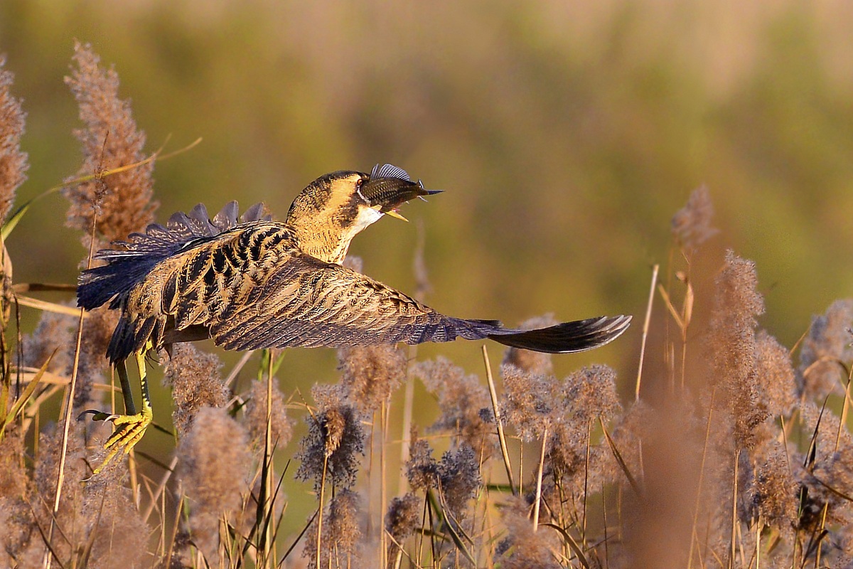 Bittern with prey