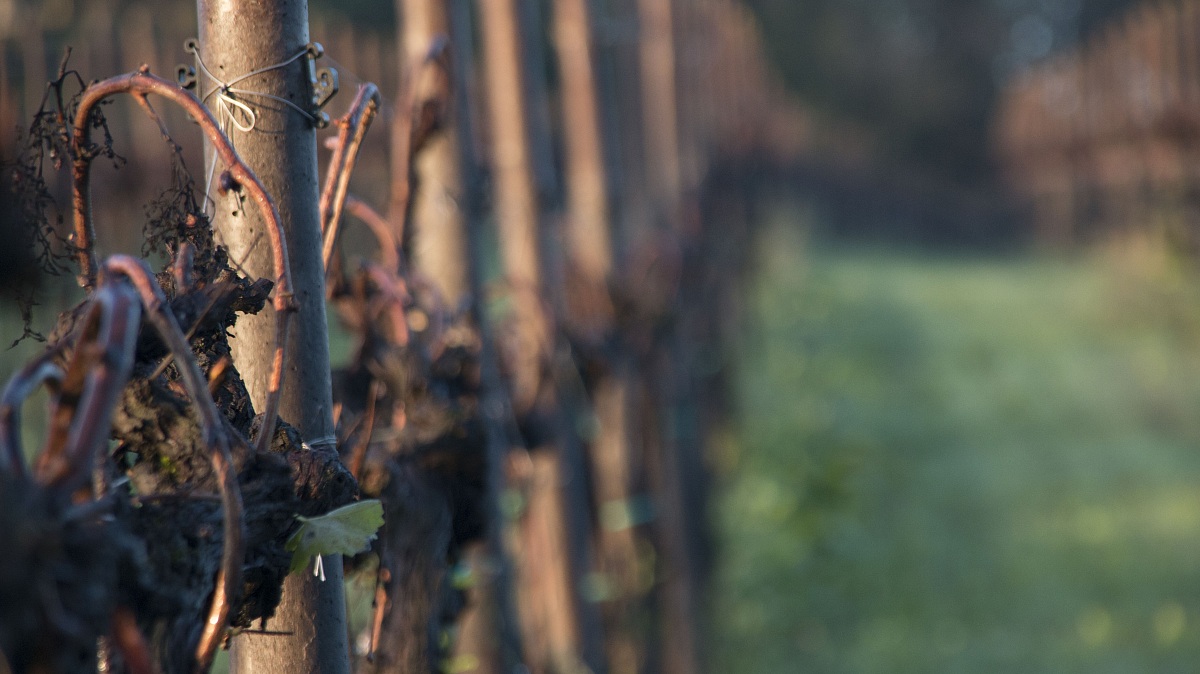 Vigneto - Vittorio Veneto