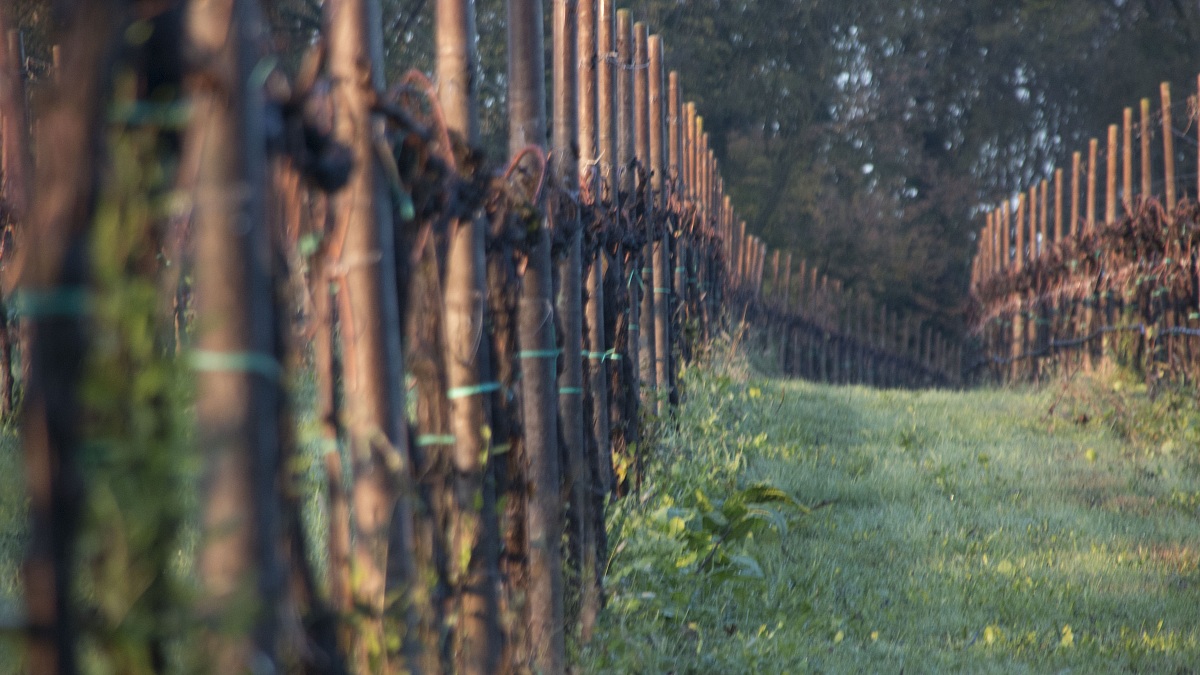 Vigneto - Vittorio Veneto