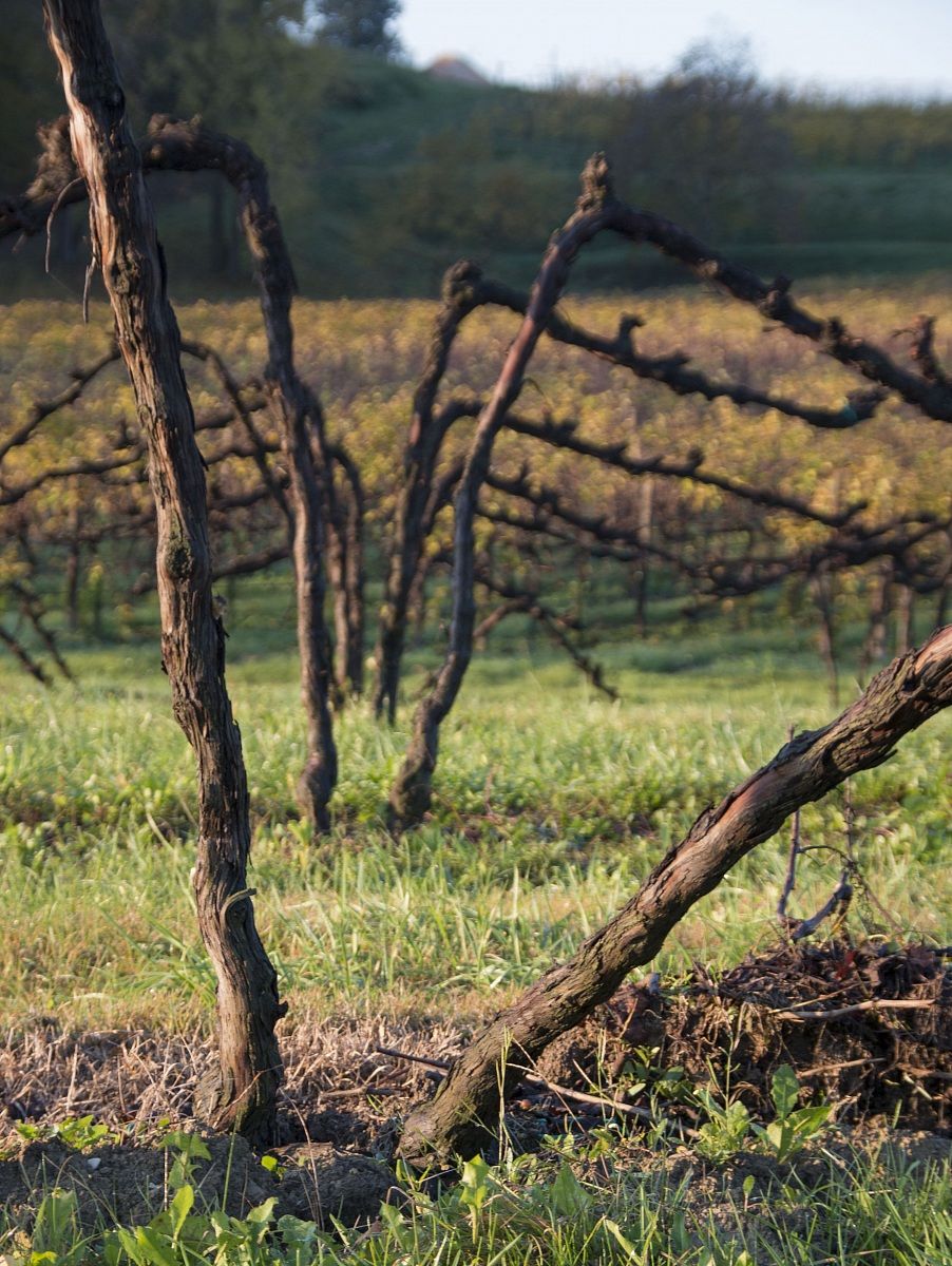 Vigneto - Vittorio Veneto