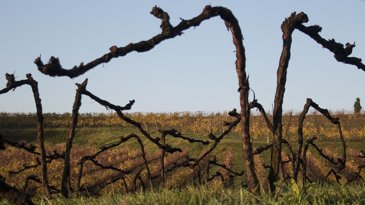 Vigneto - Vittorio Veneto