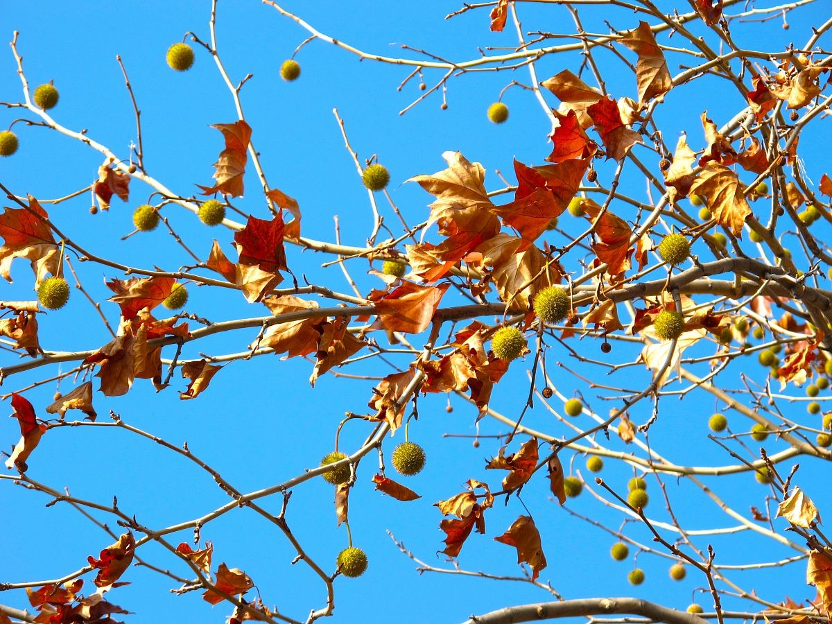 Platano autunnale - Vittorio Veneto