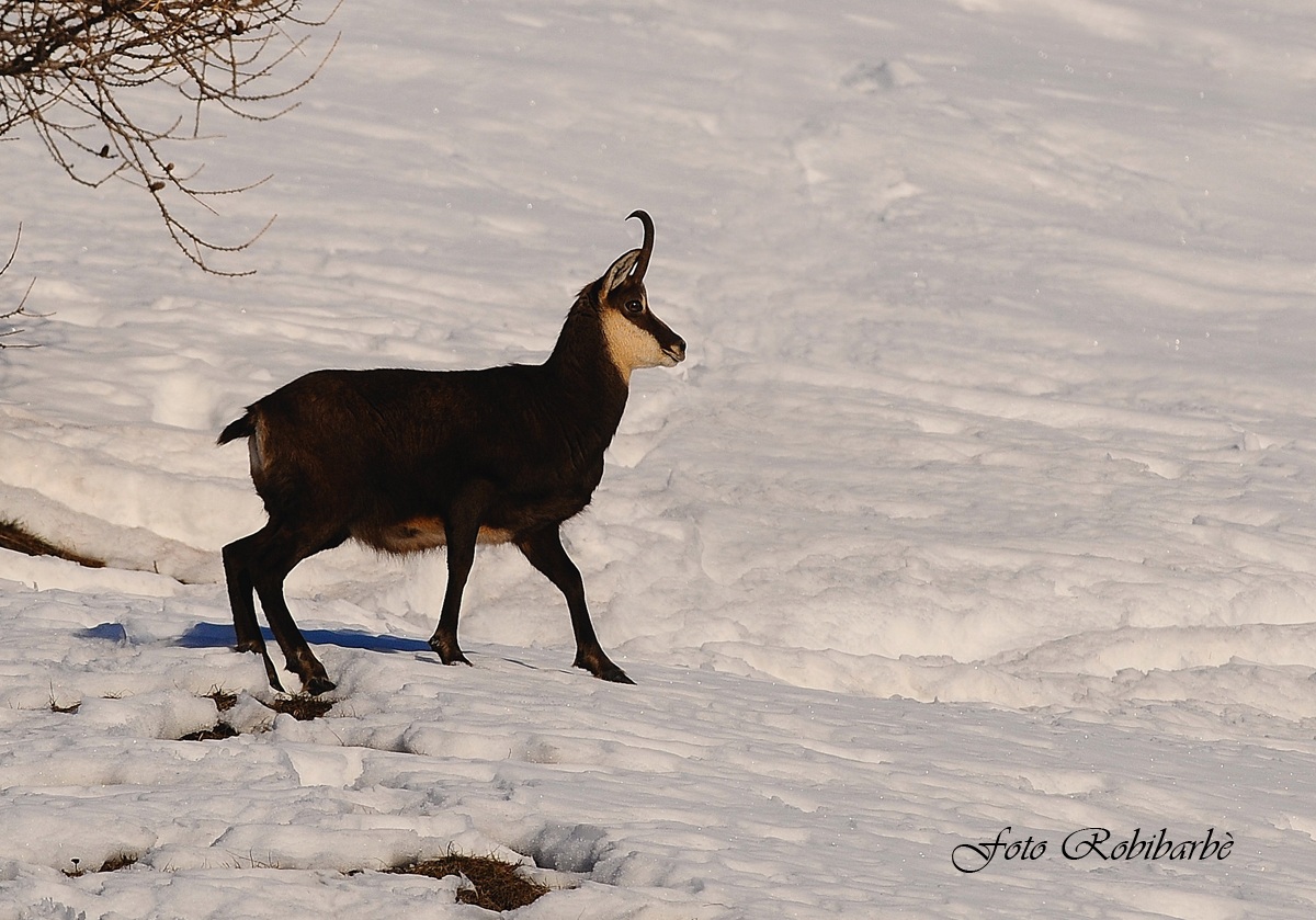 Camoscio ....primi raggi di sole ....