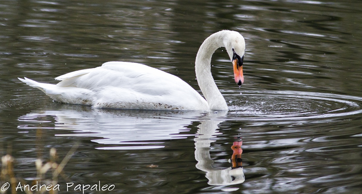 Whooper Swan
