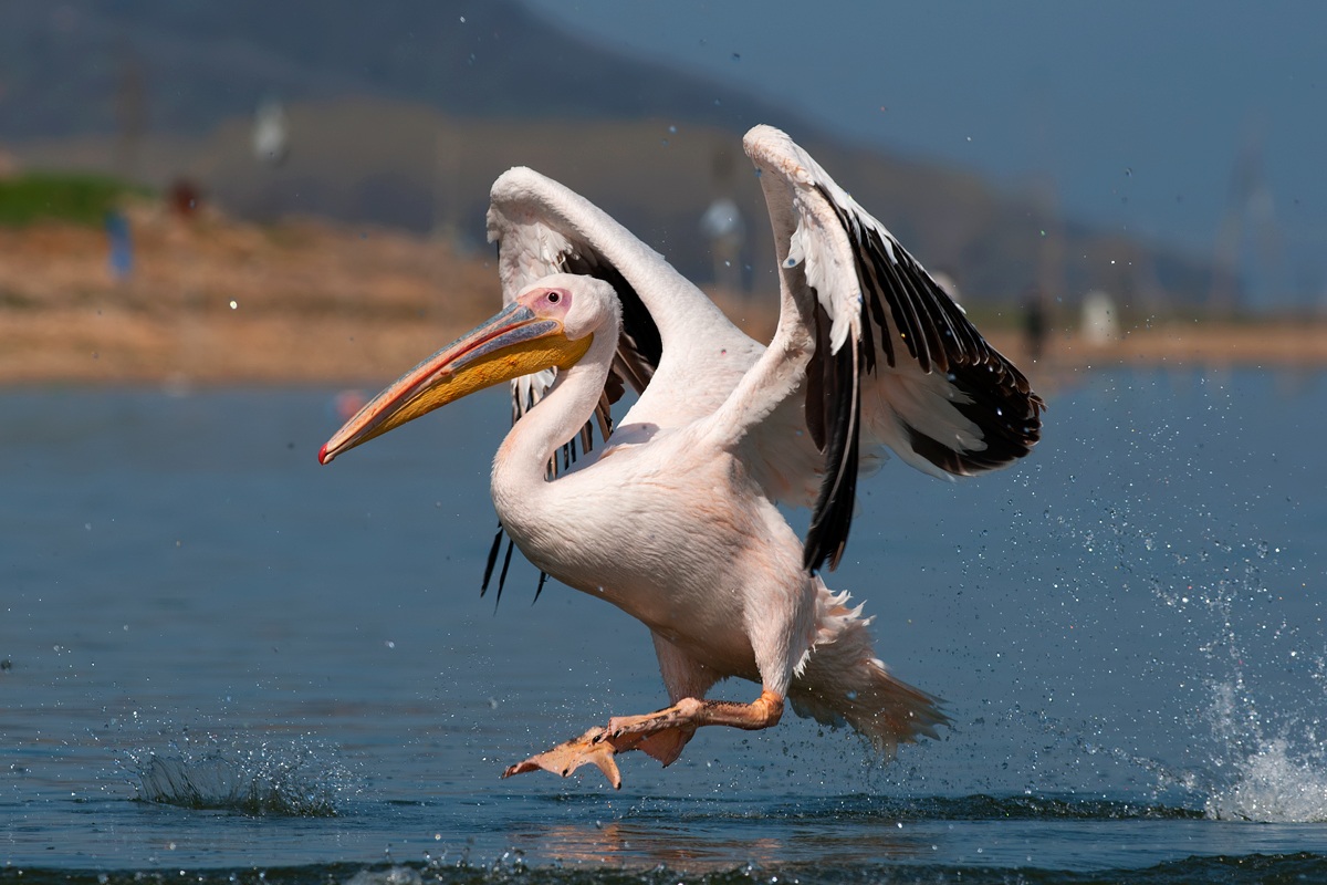 Rosy Pelican