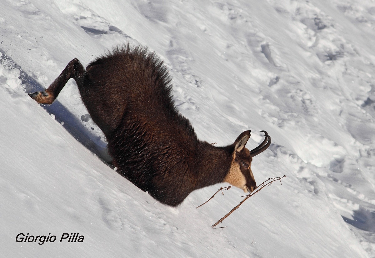 Dip ... in the snow ..