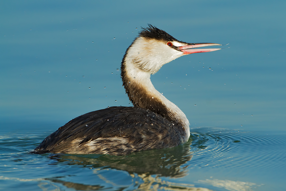 Great Crested Grebe