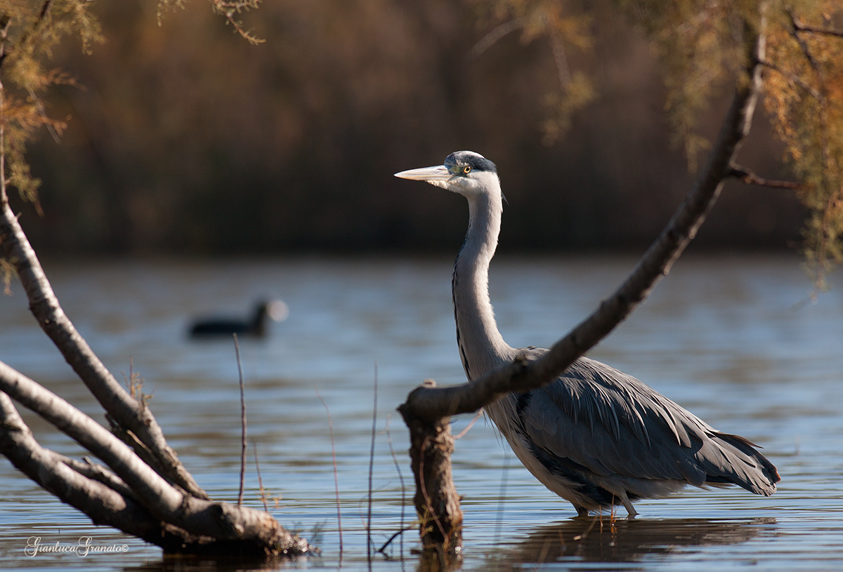 How do you say ... set ...