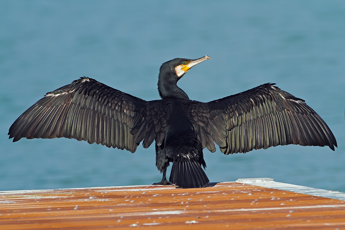 Cormorano