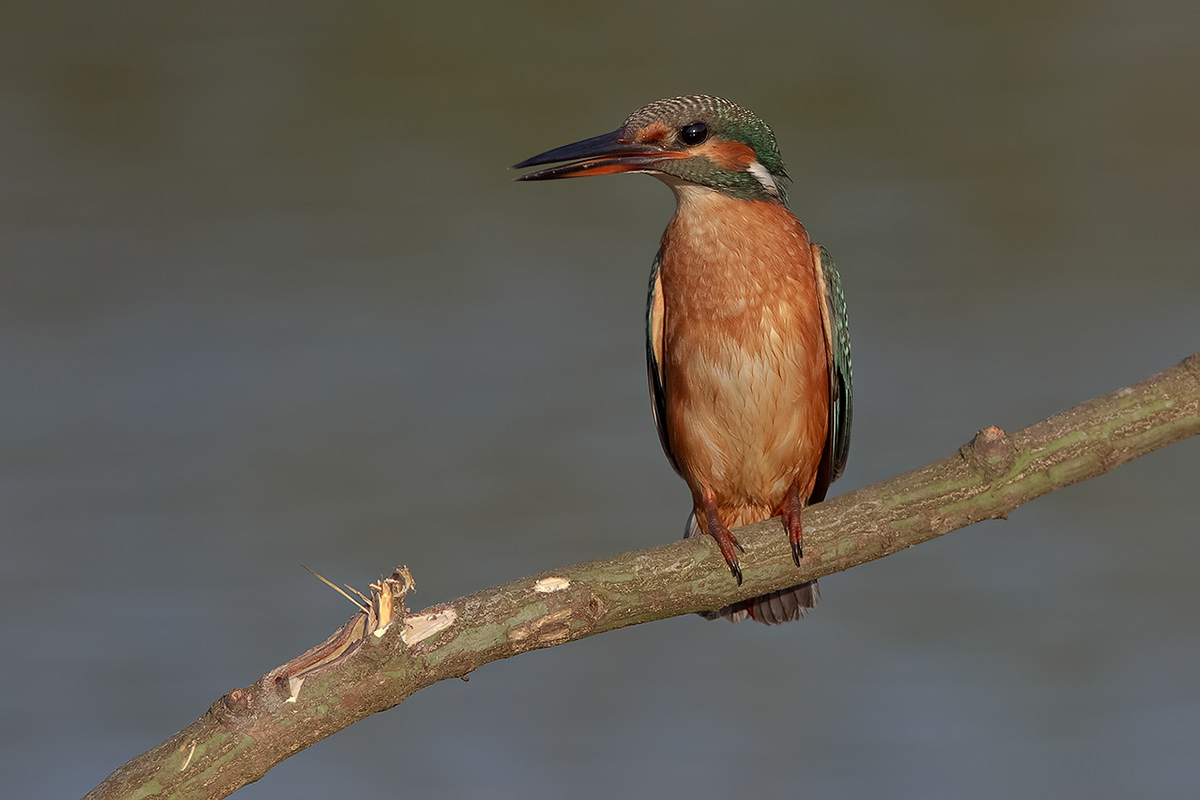 martino at sunset ...