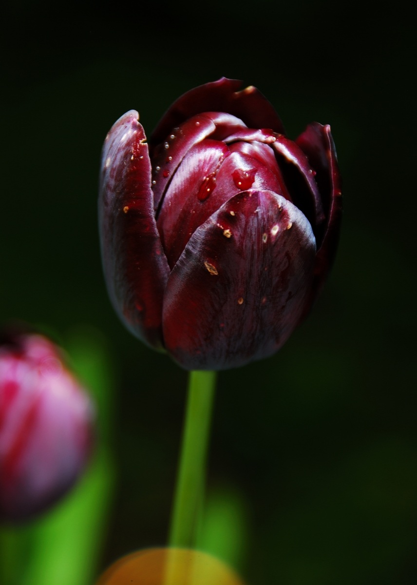 Black Tulip