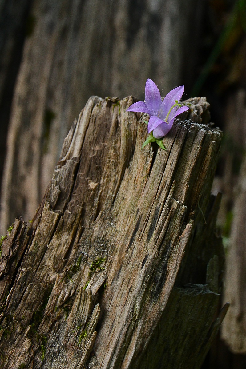 Da un  albero spezzato...... un fiore.