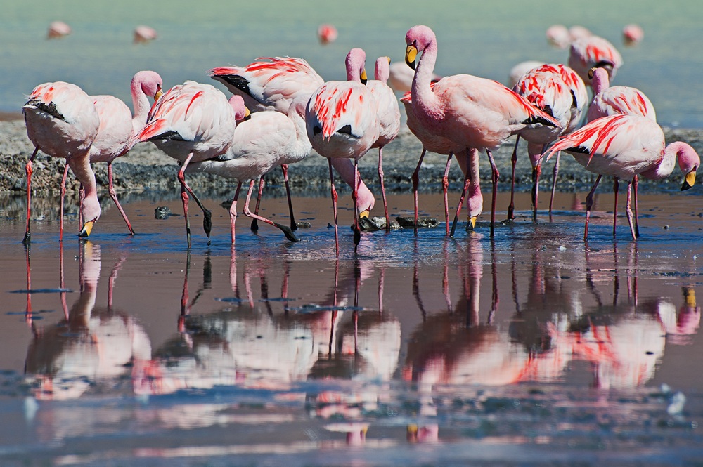 Fenicotteri alla Laguna Hedionda
