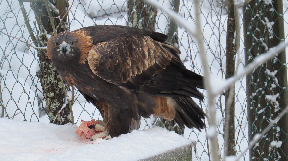 defend their prey with a look