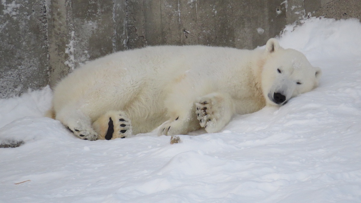 polar siesta