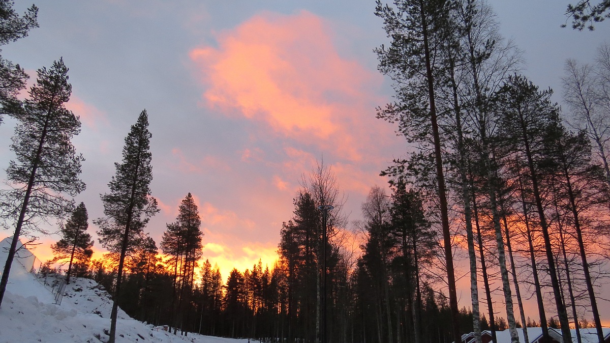 trees pointing straight to the sky