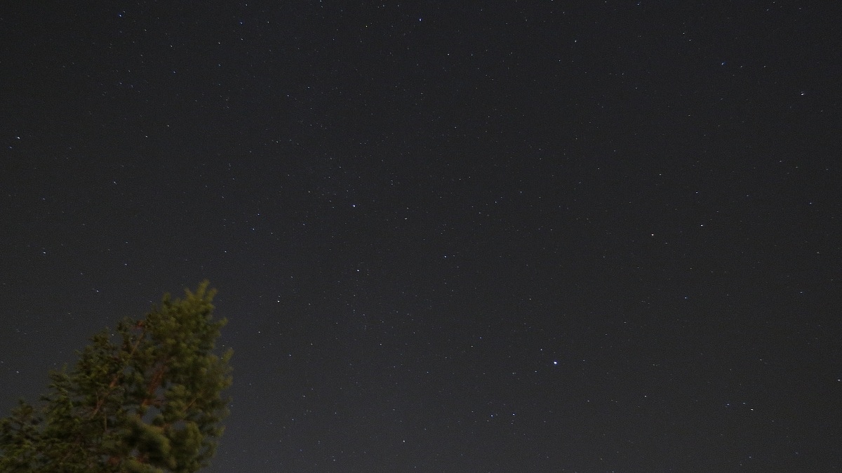 pine, guardian of the sky