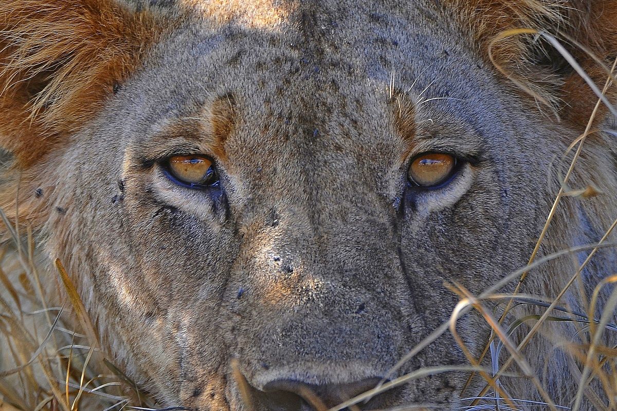 The eyes of the bush