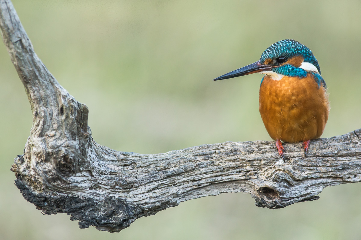 the martin and the roost