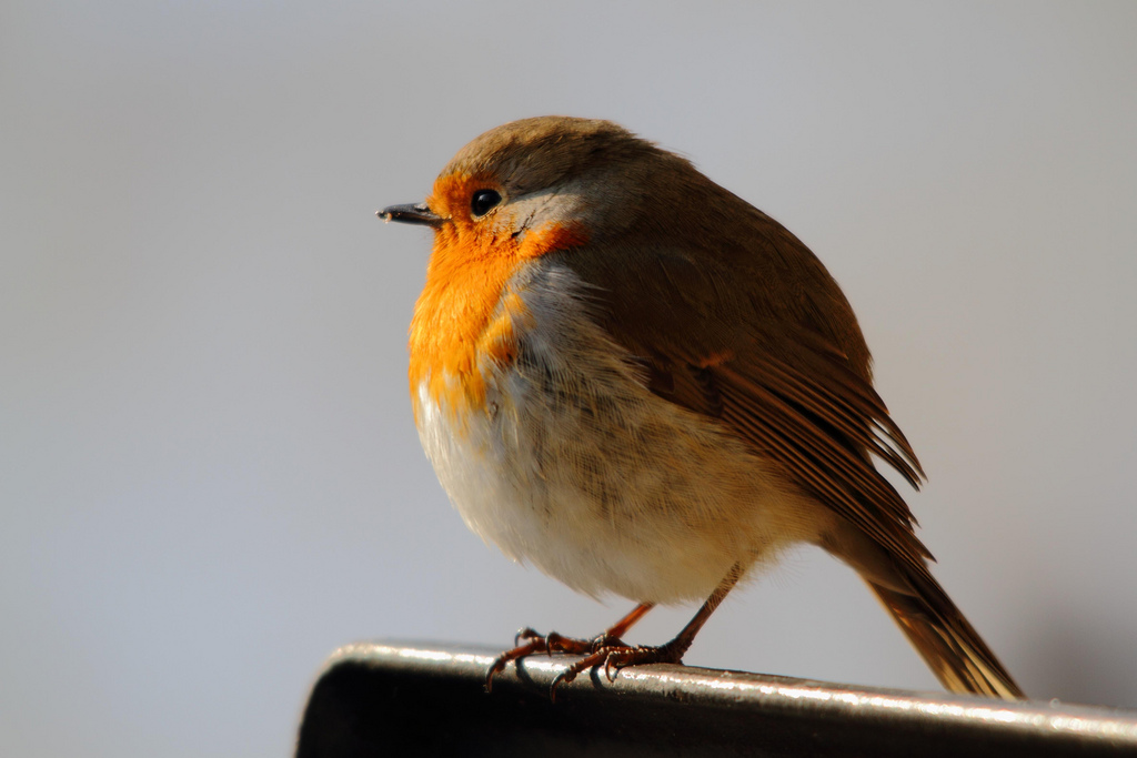 Robin in the snow