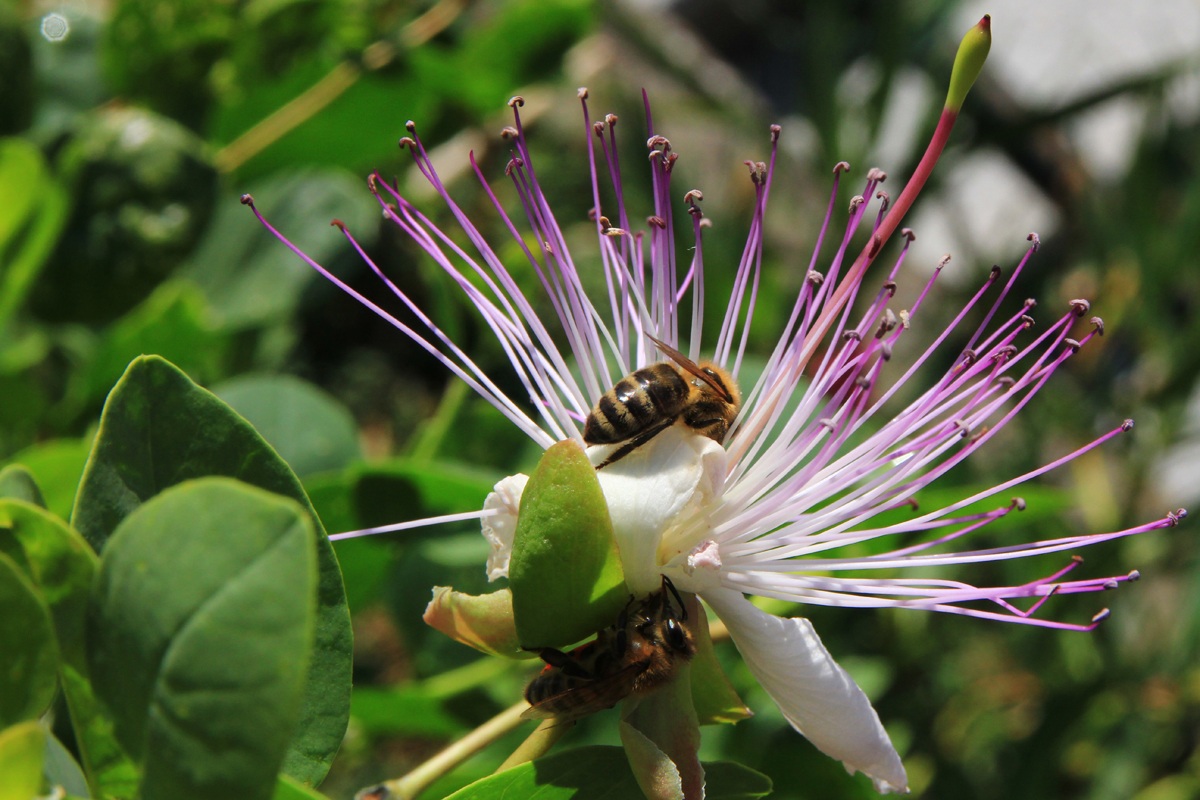 fiore del cappero