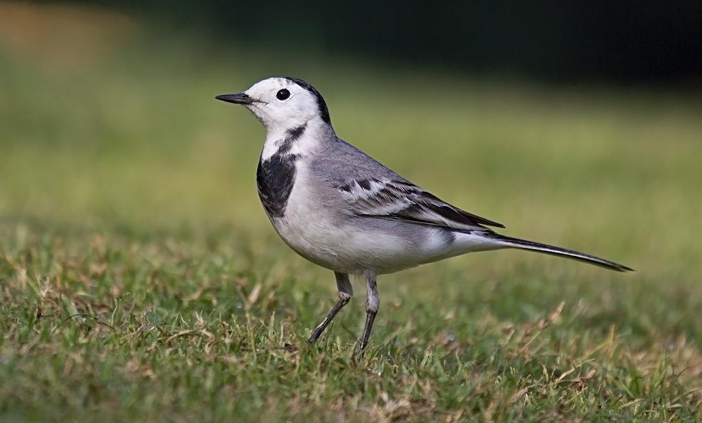 White Wagtail.