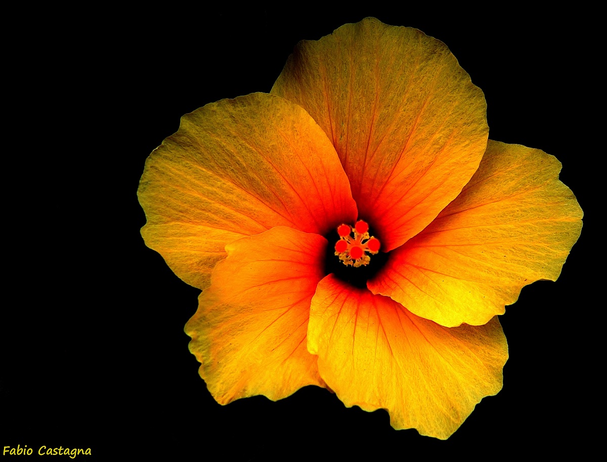 Yellow hibiscus