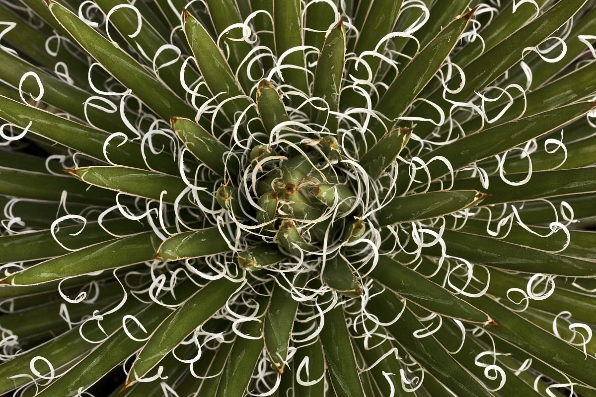 Agave