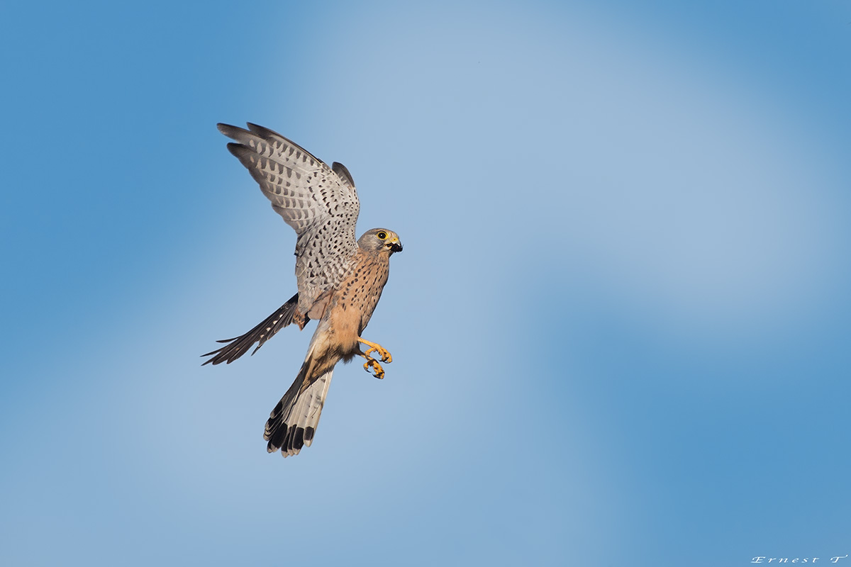 Kestrel