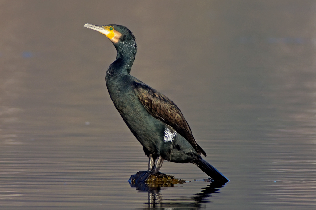 Cormorano