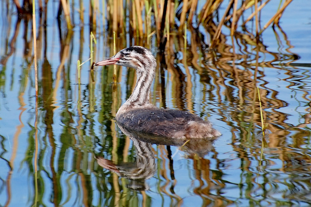 Svasso maggiore - juv.