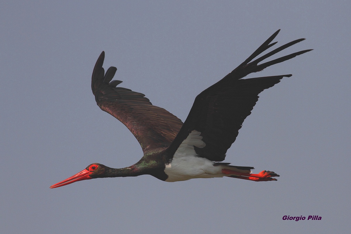 Black Stork