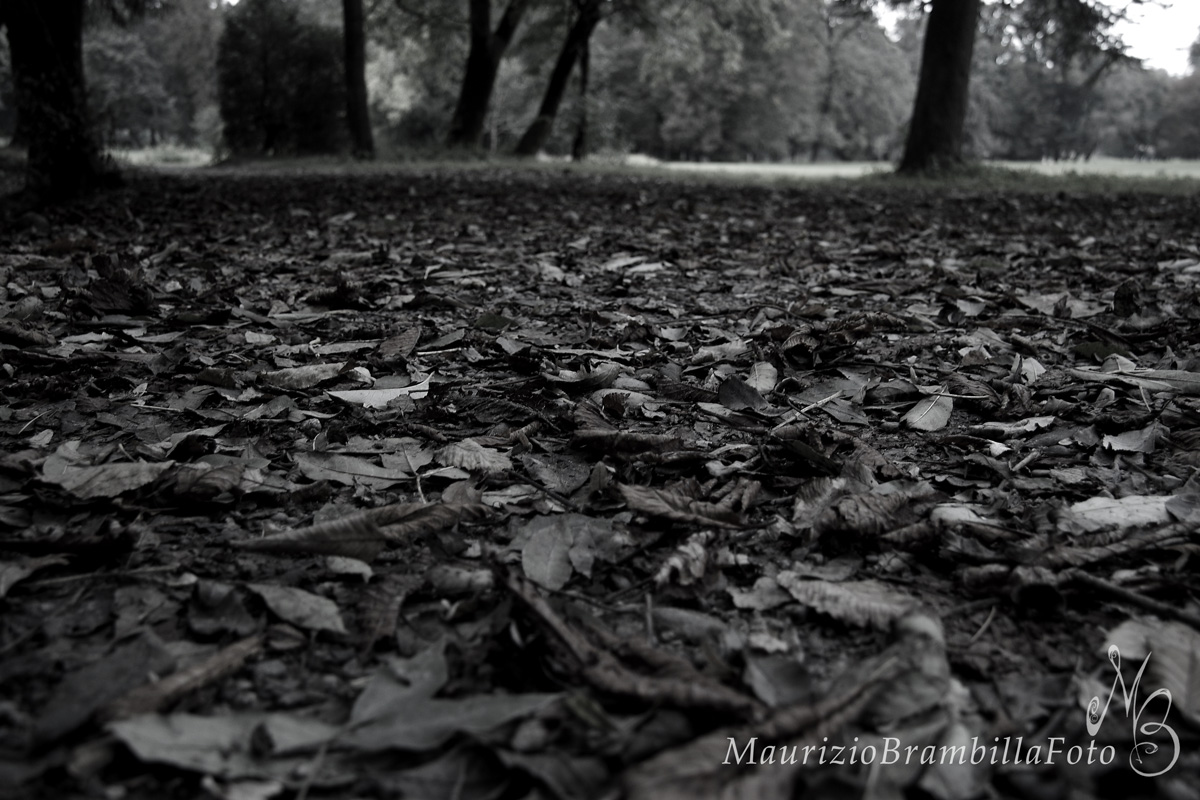 les feuilles mortes