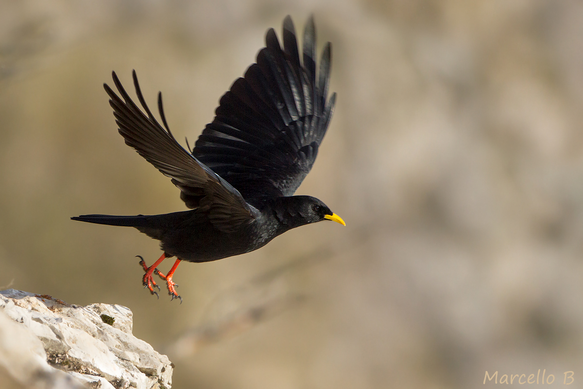 Gracchio Alpino - Alpi Apuane .