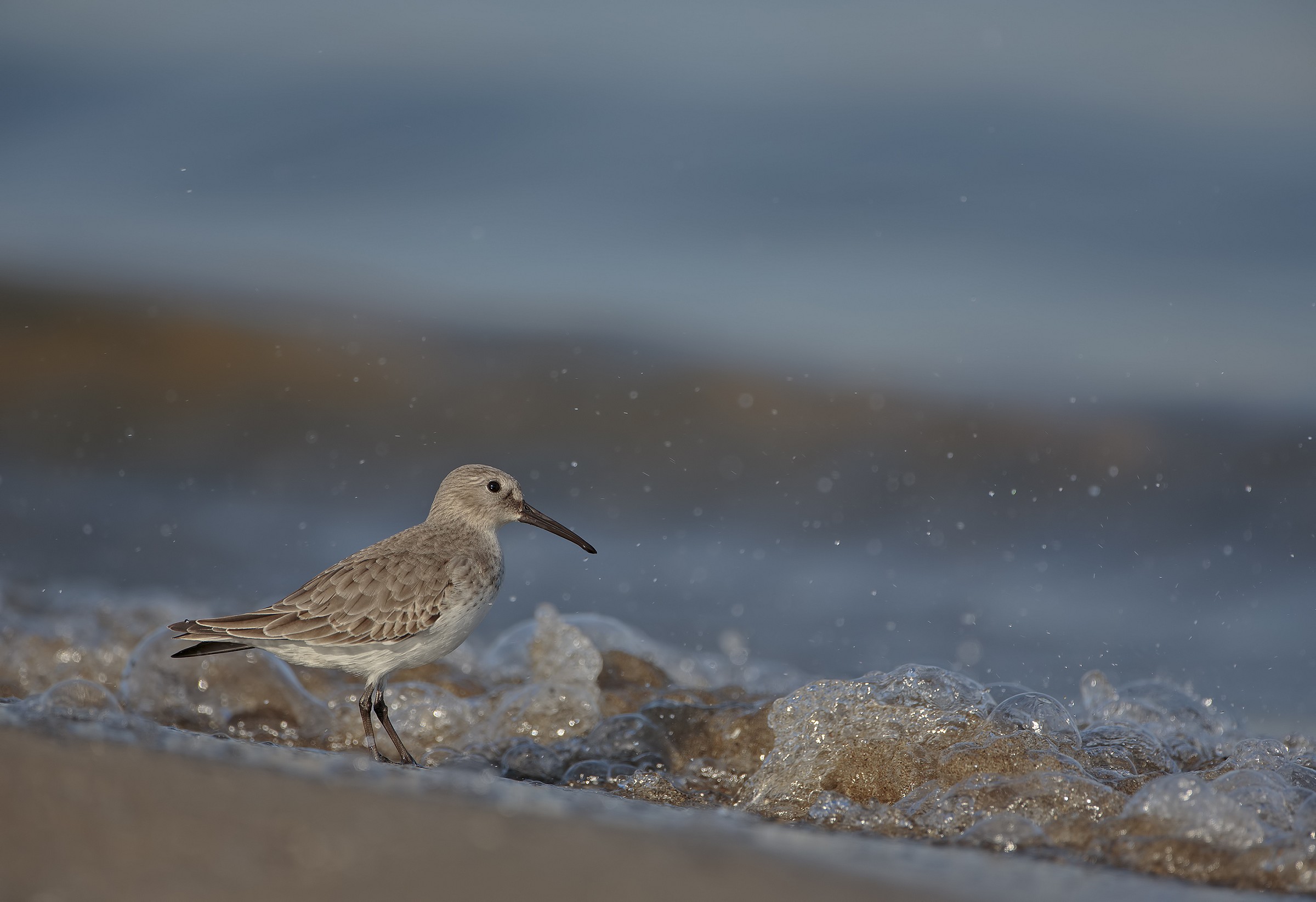 Piovanello pancianera