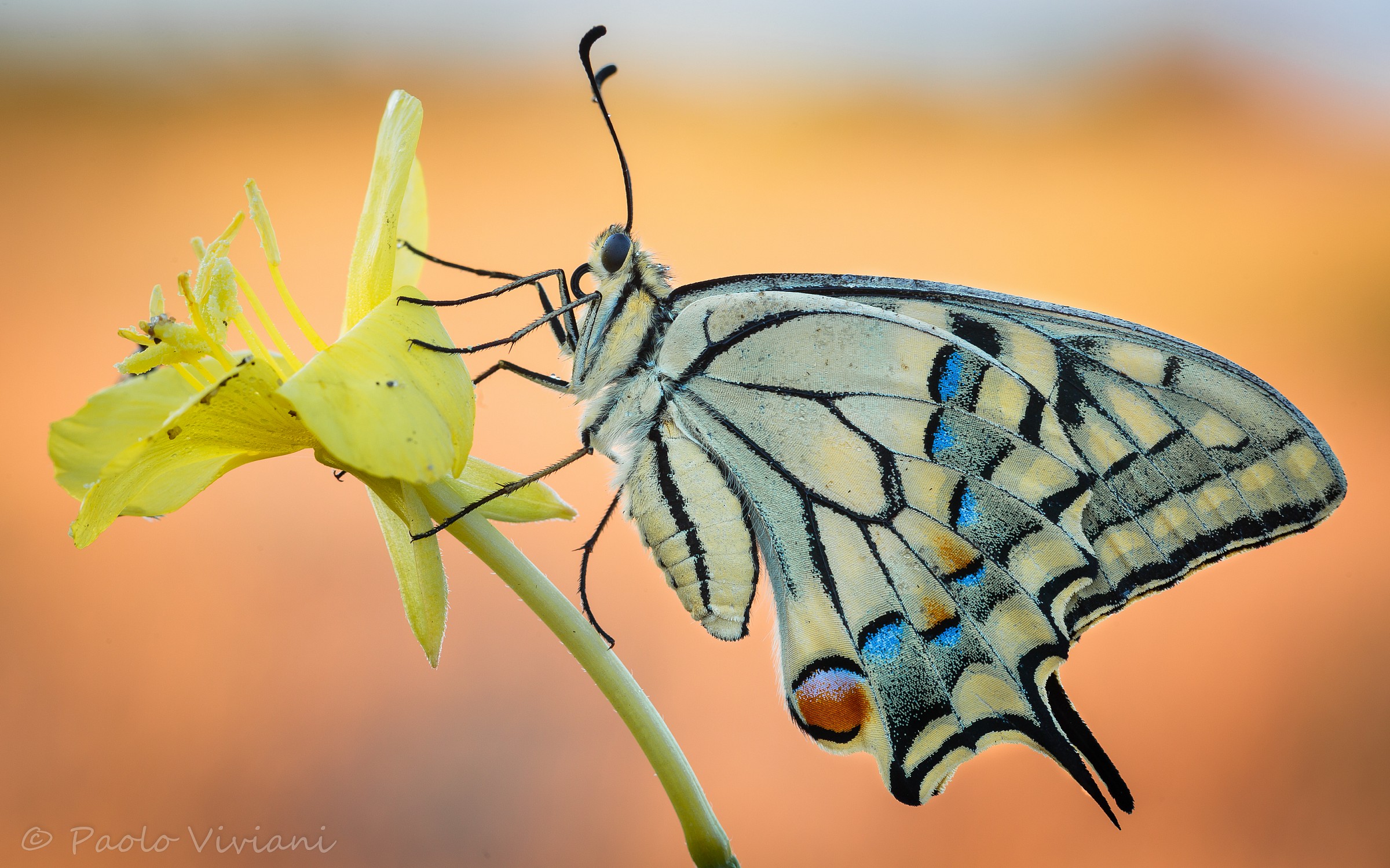 Machaon