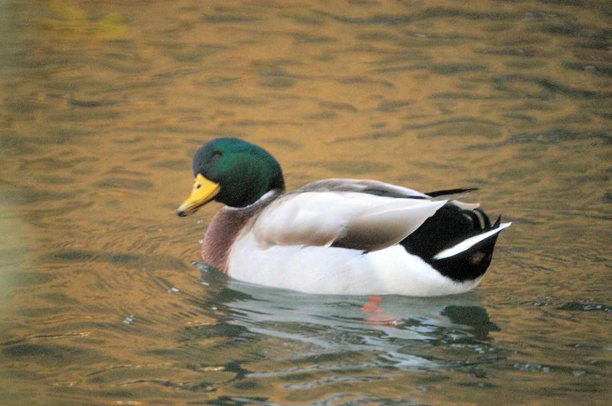 Dove punti quell'arnese?