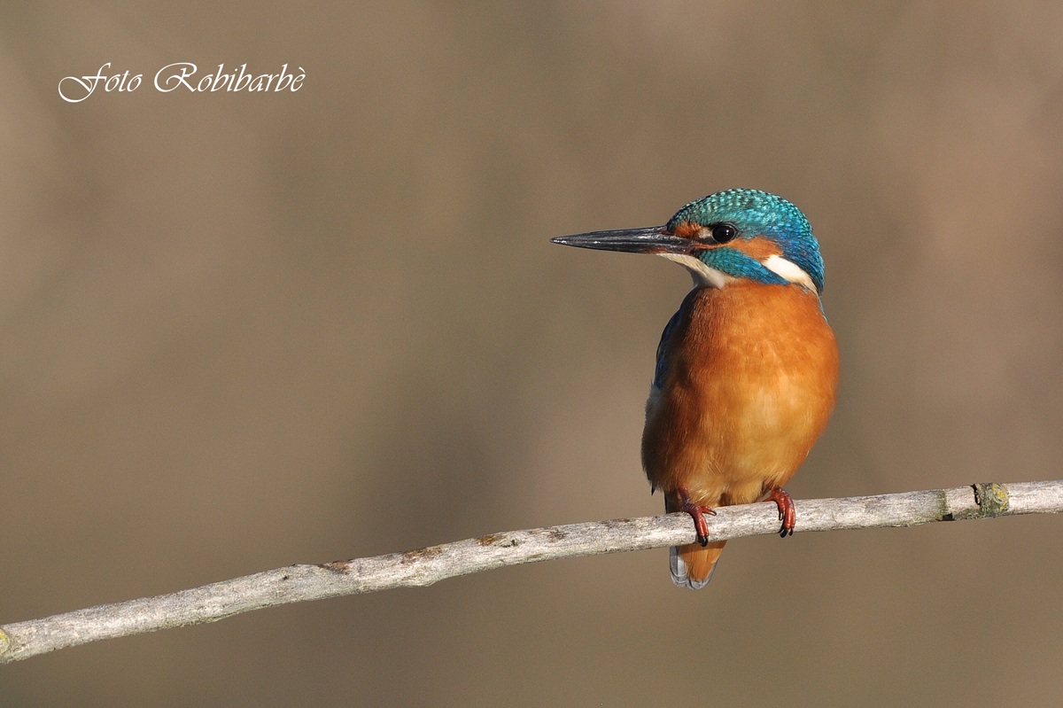 Martino.... di profilo...